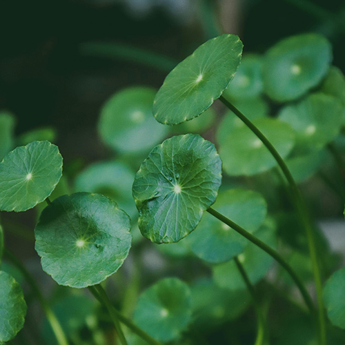 Gotu Kola Extract
