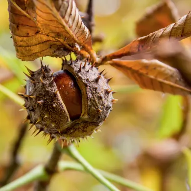 Horse Chestnut Extract