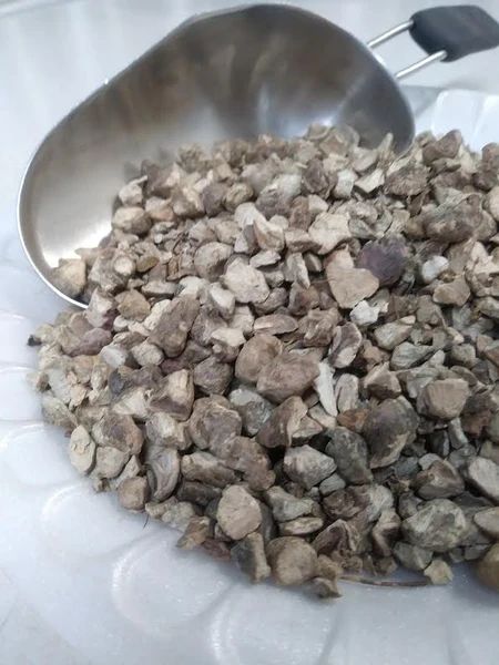 Stone Root Extract